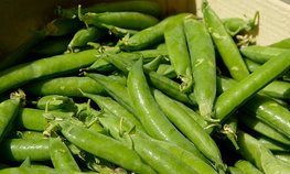 Рекордный урожай гороха собрали липецкие аграрии