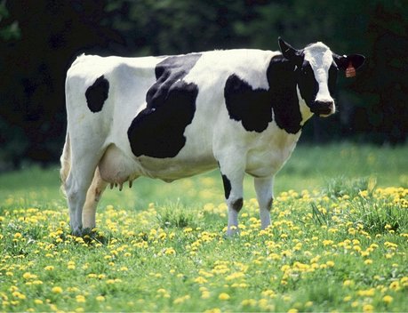 В Башкортостане продуктивность племенных коров выросла на 14 %