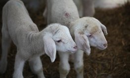 НСА: за 9 месяцев 2023 года застрахованное поголовье КРС и МРС выросло более чем на 40 %