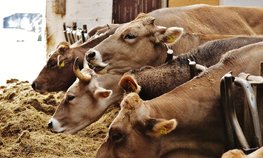 Производство комбикормов в России увеличилось на 2,5 %