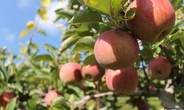 Кубанские аграрии планируют высадить более 1,5 тыс. гектаров новых садов