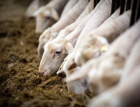 В Подмосковье заготовили рекордный урожай кормовых культур