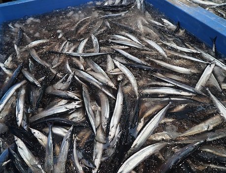 В Минсельхозе предложили возместить часть затрат рыбакам новых регионов