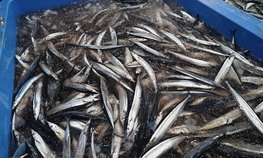 В Минсельхозе предложили возместить часть затрат рыбакам новых регионов