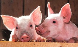 В России увеличилось производство продукции свиноводства