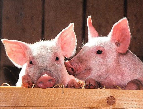 В России увеличилось производство продукции свиноводства