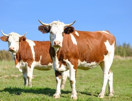 Госдума приняла закон об импорте племенных животных