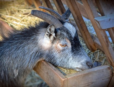 С 2019 года благодаря реализации проекта «Агростартап» в Крыму создано 67 крестьянских (фермерских) хозяйств