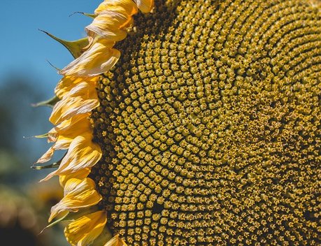 Минсельхоз сообщил, что Россия снизила импорт семян в 2023 году более чем вдвое