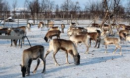 На поддержку оленеводов Приангарья в 2023 году направлено более 3 млн рублей