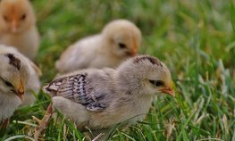 Россия хочет запретить транзит птицеводческой продукции из США в Казахстан