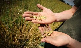 В России не планируют отменять экспортные пошлины на зерно