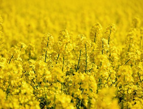 В Северной Осетии перевыполнили показатель объема экспорта продукции АПК в 4,4 раза