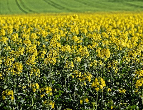 Минсельхоз предложил продлить запрет на экспорт из страны семян рапса до 31 августа