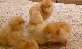 Минсельхоз совершенствует меры господдержки для подотрасли птицеводства