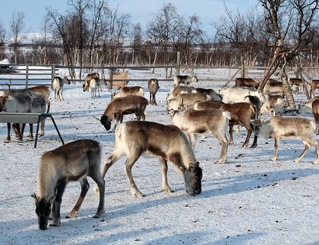 На Чукотке для оленеводов и морских охотников закупили спецтехнику на 39 млн рублей