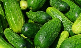 Производство тепличных овощей увеличилось на 2,3 %