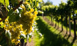 С начала 2024 года в России выросло производство винодельческой продукции
