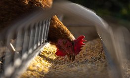В Ивановской области растет производство животноводческой продукции