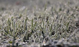 АО СК «РСХБ-Страхование» выплатило 34,3 млн рублей за гибель урожая озимой пшеницы агропредприятию Волгоградской области