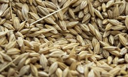 Аграрии Забайкалья практически на 100 % перешли на семена отечественной селекции