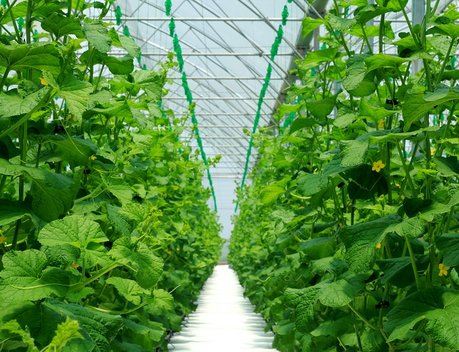 Производство тепличных овощей на Ставрополье выросло на 33 %