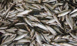 Патрушев: вылов водных биоресурсов в РФ в 2024 году превысил 4,9 млн тонн