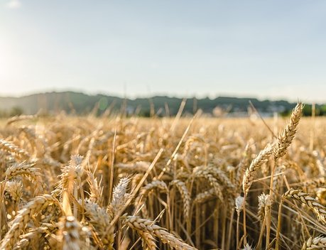Производители зерновых культур Ивановской области получат более 8 млн рублей господдержки