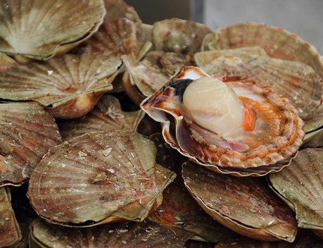 РФ готова предложить Индонезии поставки зерна, рыбы, мяса и морепродуктов