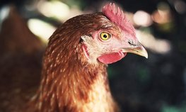В США продажи яиц для веганов увеличились в пять раз на фоне птичьего гриппа