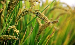 Эксперт: площади рисоводства на Кубани надо сокращать в условиях засухи
