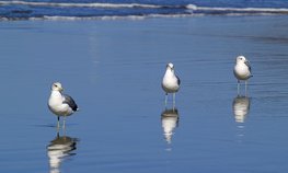 Путин поручил разработать дорожную карту обновления рыбопромышленных судов