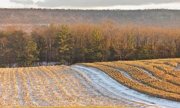 Патрушев считает, что озимый клин будет в хорошем состоянии