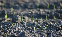 В Подмосковье аграрии посеяли более 97 тыс. гектаров озимых культур