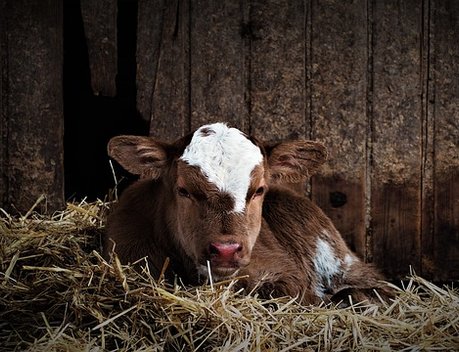 Развитие животноводства обсудили в ЕАО