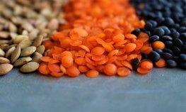 Ставрополье нарастило производство чечевицы