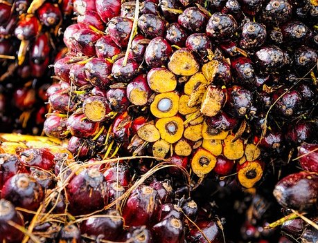 Кабмин не видит необходимости ужесточать закон о пальмовом масле