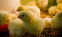 Сельхозпредприятиям Красноярского края компенсируют затраты на приобретение племенного материала