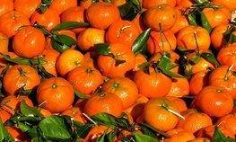 Россия и Абхазия развивают сотрудничество в сфере сельского хозяйства