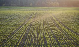 Доля застрахованных посевов в РФ в 2025 году составит около 17,5 %